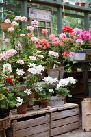 Potted geraniums of various colours on wooden crates in greenhouse