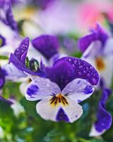 Purple and white viola flowers