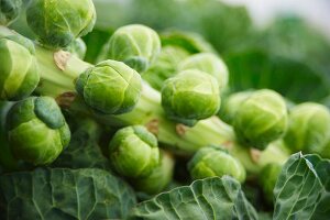 Brussels sprouts in a garden (close-up)
