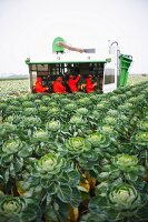 Brussels sprouts in a field being harvested with a machine