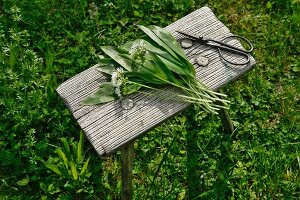 Freshly harvested wild garlic on a wooden table in the open air