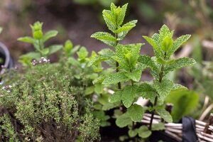 Fresh mint and thyme in a planting basket