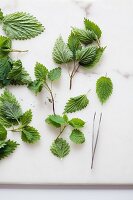 Stinging nettle leaves