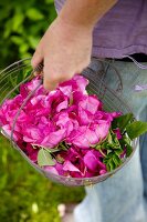 A woman holding a basket of freshly picked wild roses