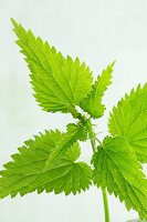 Stinging nettles (close-up)