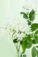 Elderflowers