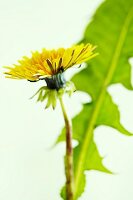 A dandelion (close-up)