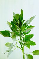 Saltbush (close-up)