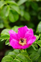 Hummel auf pinkfarbener Wildrosenblüte