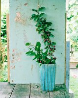 Red crab apple tree in planter against shabby chic wooden wall on terrace