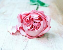 A pink rose