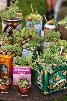 Succulents planted in old tin cans on rusty garden table