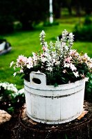 Flowering plant in white-painted wooden tub on tree stump in garden