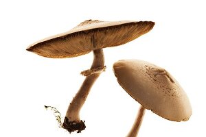 Two fresh Portobello mushrooms