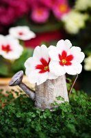 Mind-your-own-business plant decorated with primulas in miniature watering can