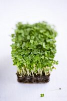 Fresh cress and roots