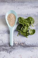 Quinoa on a spoon and fresh spinach leaves