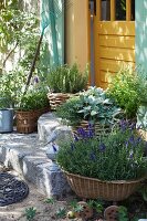 Mediterranean herbs in planters on the stone steps in front of a yellow wooden door