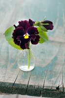 Viola with ruffled petals in glass bottle