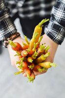 Hands holding fresh carrots