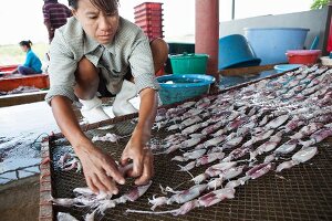 Squid drying (Thailand)