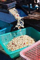 Washed coffee beans falling into a plastic basket (Thailand)