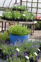 Pflanzenschule mit blau und weiss blühenden Lavendelpflanzen in schwarzen Plastikblumentöpfen und in einem blauen Holzzuber