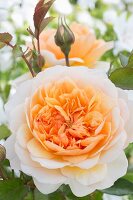 Apricot rose in garden