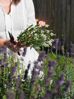 Woman holding flowering herbs in garden