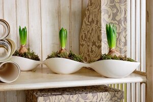 Hyacinths planted in connected, white china dishes on wooden surface