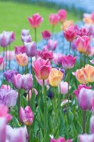 Tulpenbeet mit pastellfarbenen Tulpen (Keukenhof, Niederlande)