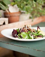 Salat mit Lamm, Sojasprossen, Spinat und Rucola, Café Paradiso, Kapstadt