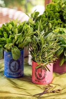 Kitchen herbs in tin cans covered in colourful paper