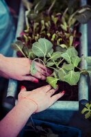 Frau bepflanzt Blumenkasten