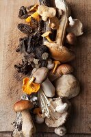An arrangement of various mushrooms