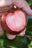 Ein angebissener Apfel 'Weirouge', Südtirol
