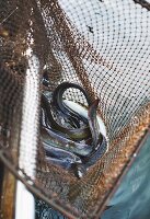 Eels being caught at Lake Neuendorf (Spreewald, Germany)