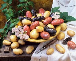 Still life with various varieties of potatoes