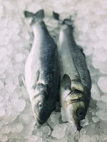 Two fresh sea bass on ice