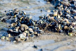Mussels in mud, Sylt