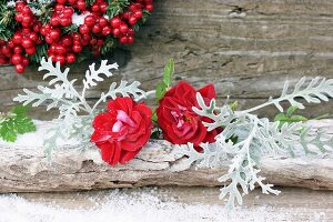 Rote Rosenblüten mit Greiskraut (Senecio bicolor) und Kunstschnee auf einem Ast