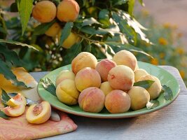 Frisch gepflückte Pfirsiche auf Schale