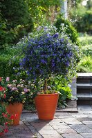 Blue potato bush (Solanum rantonnetii or Lycianthes) and Lantana (shrub verbena)