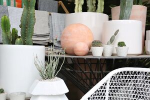 Succulents and cacti in various white containers