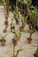 Prickly pears in the oldest botanic garden in the world, Padua, Italy