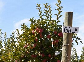 Apfelbaum mit Gala-Äpfeln in einer Apfelplantage