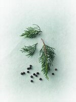 Juniper berries and juniper sprigs