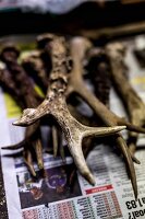 Deer antlers on a piece of newspaper