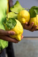 A man holding freshly picked lemons