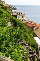 Zitronenanbau an den Terrassenhängen von Amalfi, Italien